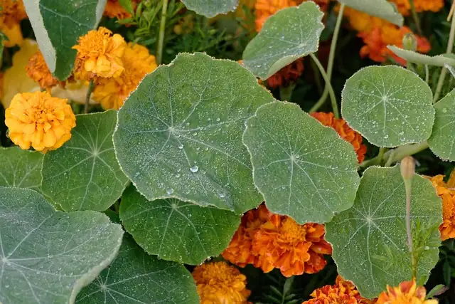 nasturtium salad preparation