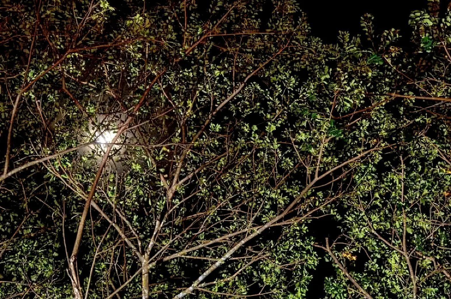 osmanthus tree under moonlight