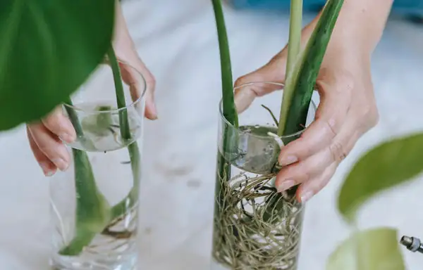 如何让你的植物在重度修剪后茁壮成长：浇水与施肥的秘诀