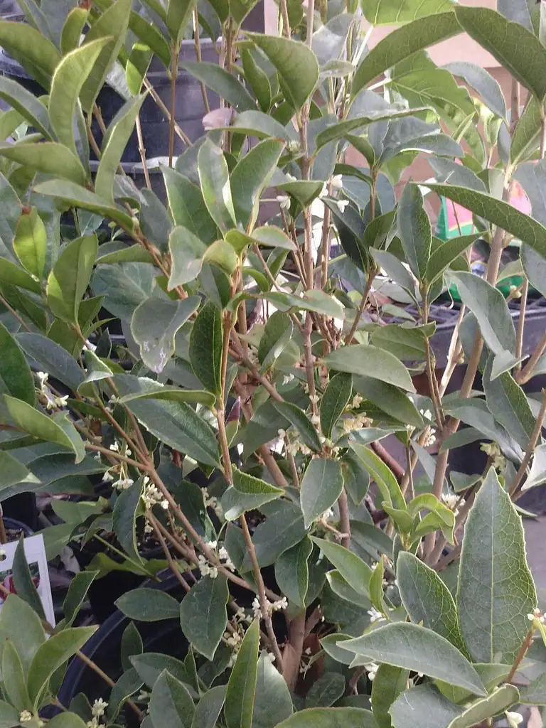 桂花与家居设计：如何用香气提升你的生活品质？