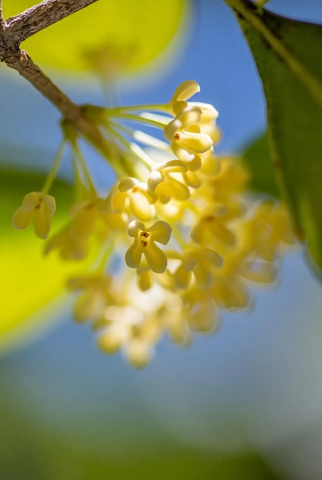 osmanthus fragrans buds close-up