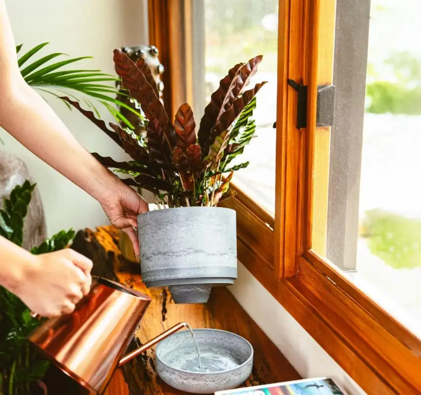 watering indoor plants summer