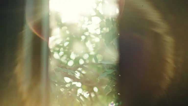 osmanthus fragrans sunlight window