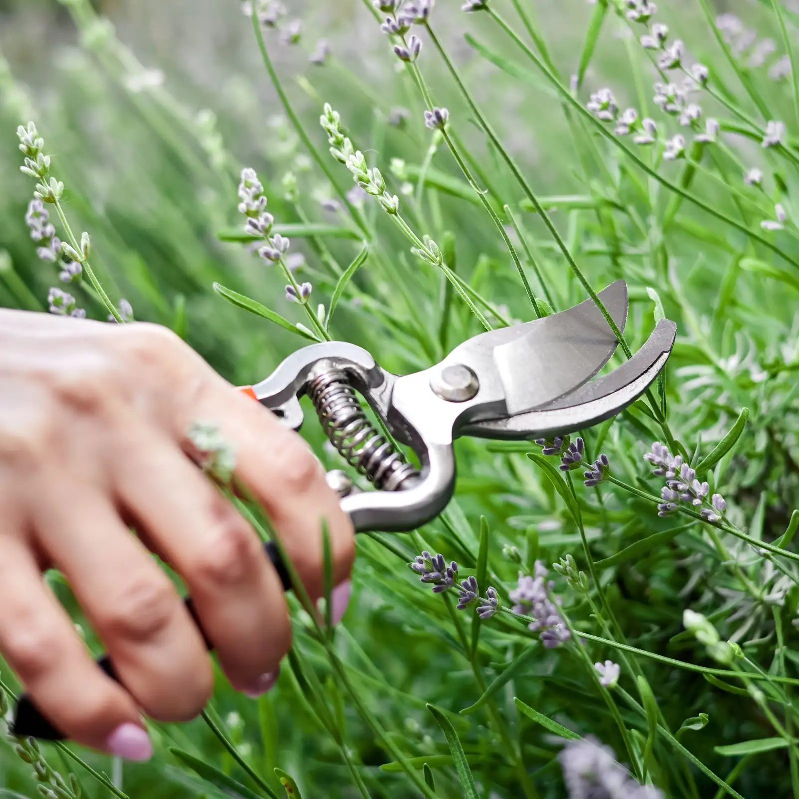 fertilizing houseplants after pruning