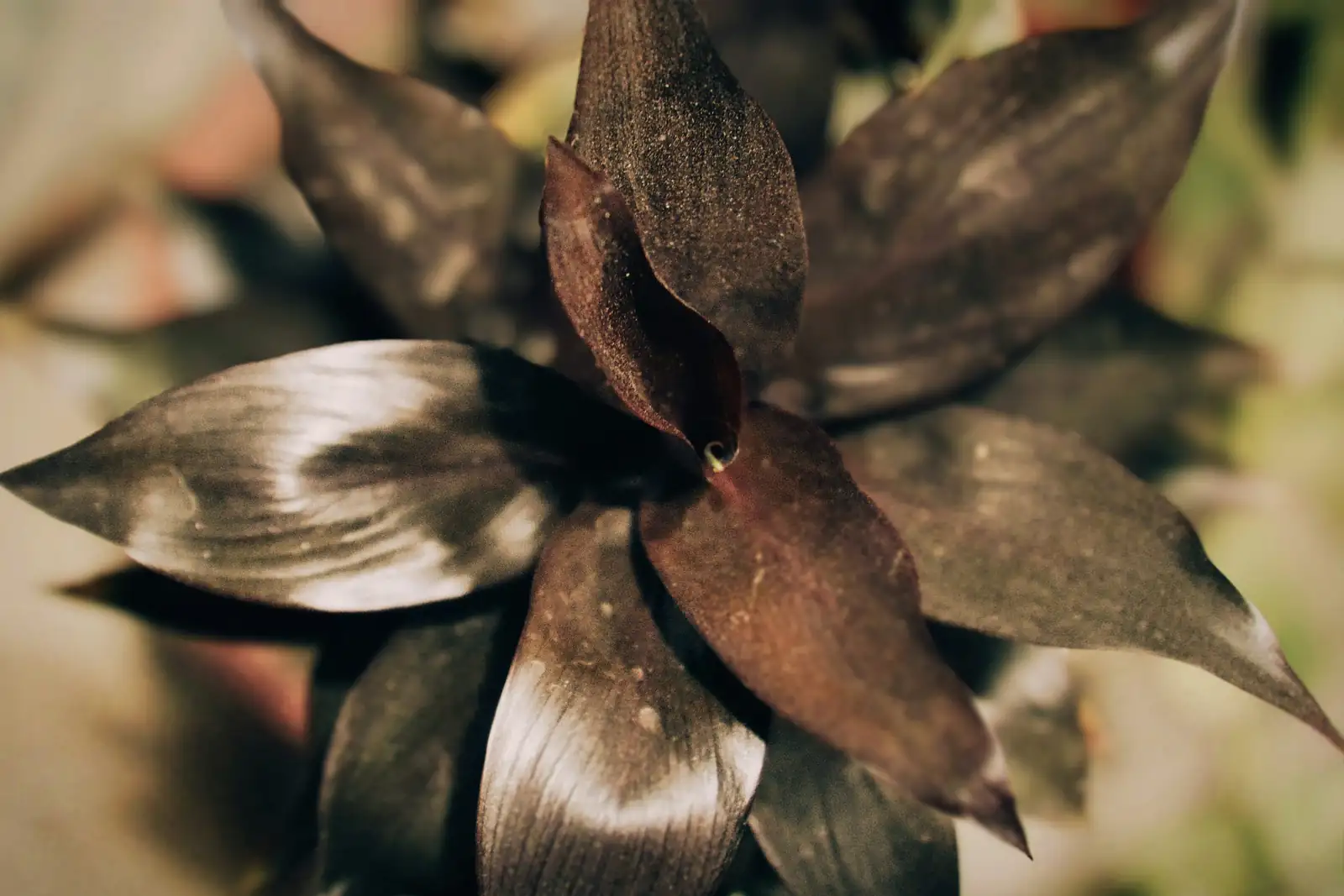 common houseplant care mistakes