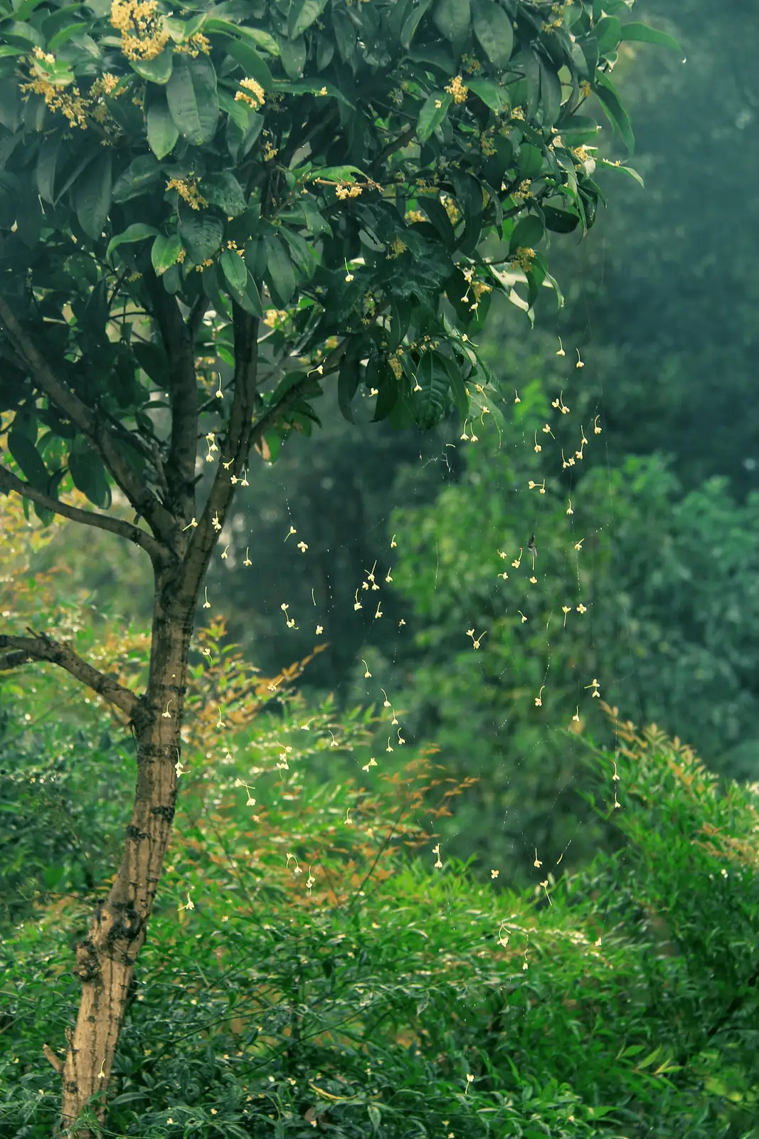 osmanthus layering propagation