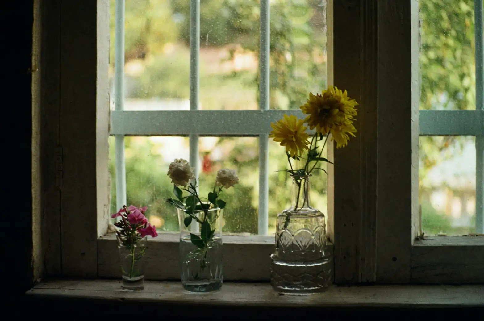 nasturtium cascading window sill