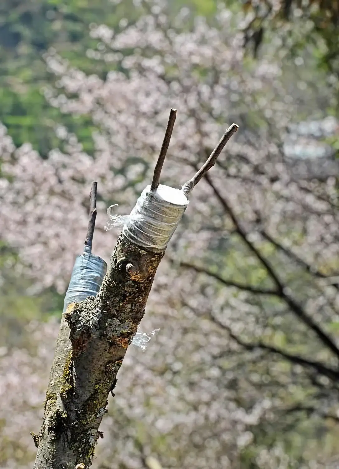 osmanthus grafting process