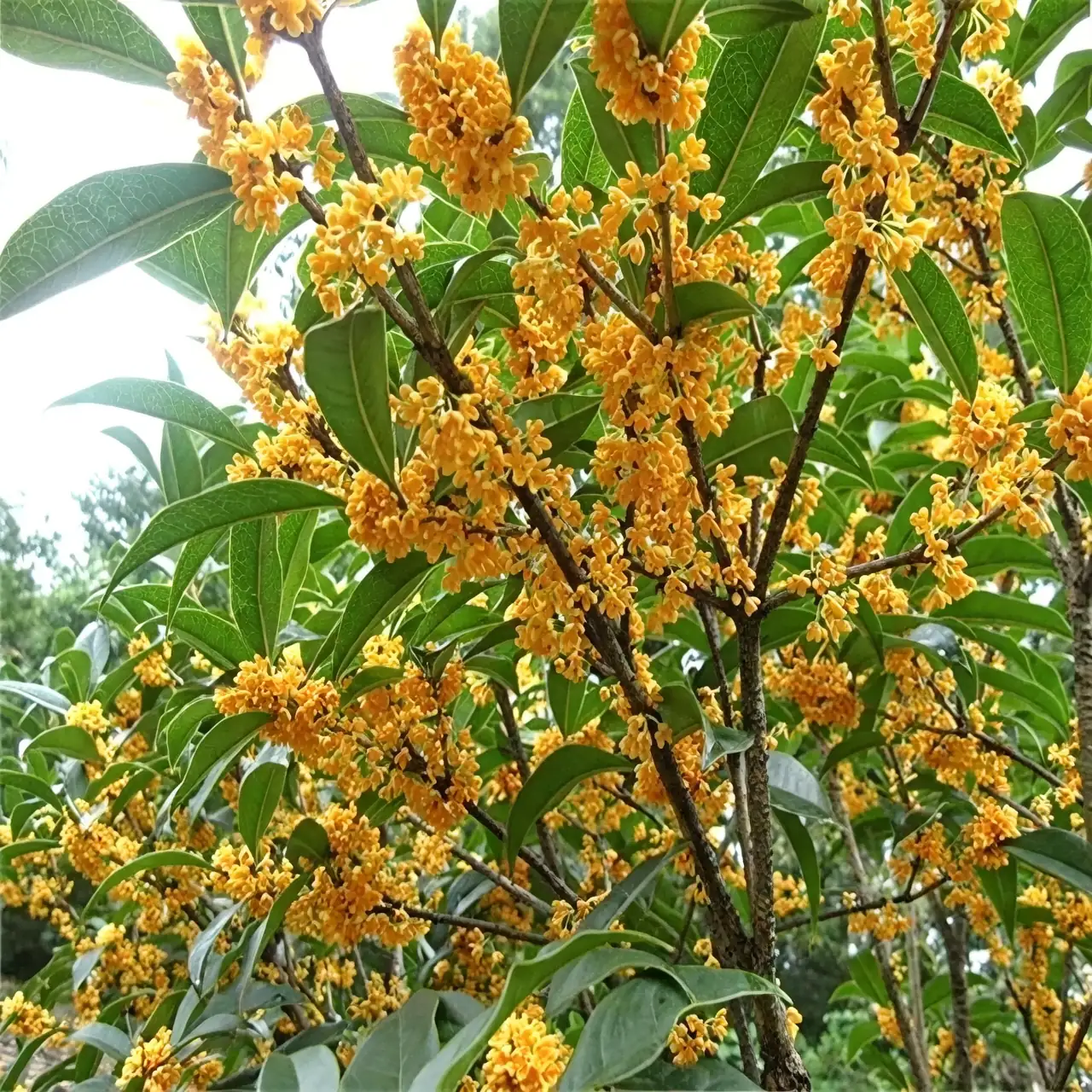 桂花的多样用途：从观赏到美食的全能表现