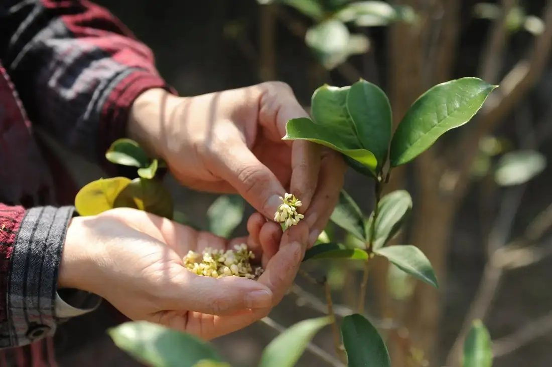 osmanthus cultural symbolism
