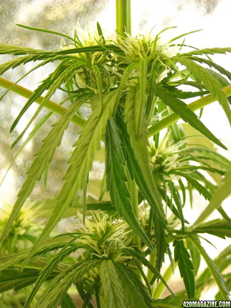 如何判断植物修剪后的健康状态：关键观察指标