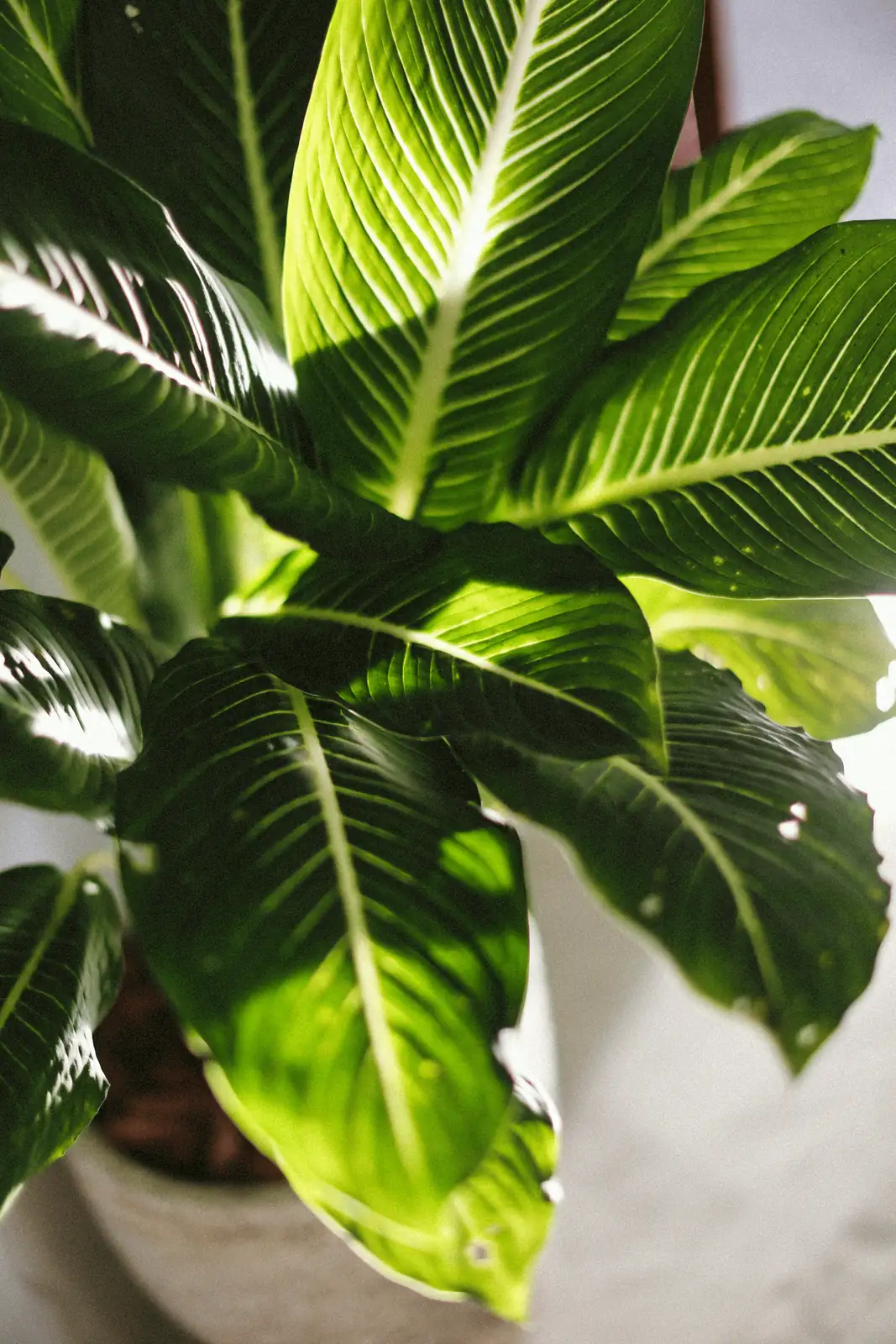 healthy plant leaves glossy green