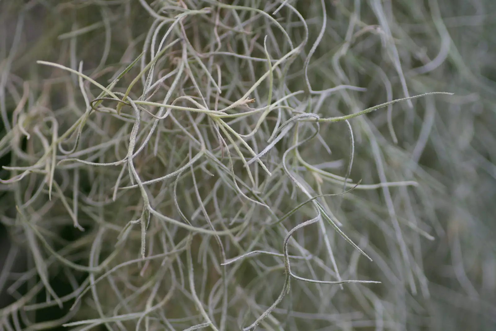 plant thick branches growth