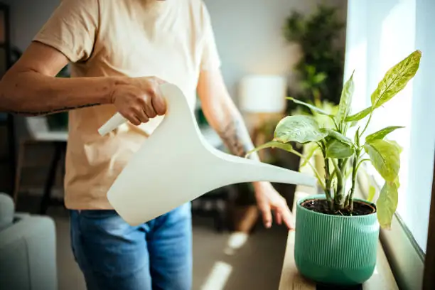 plant care sunlight watering