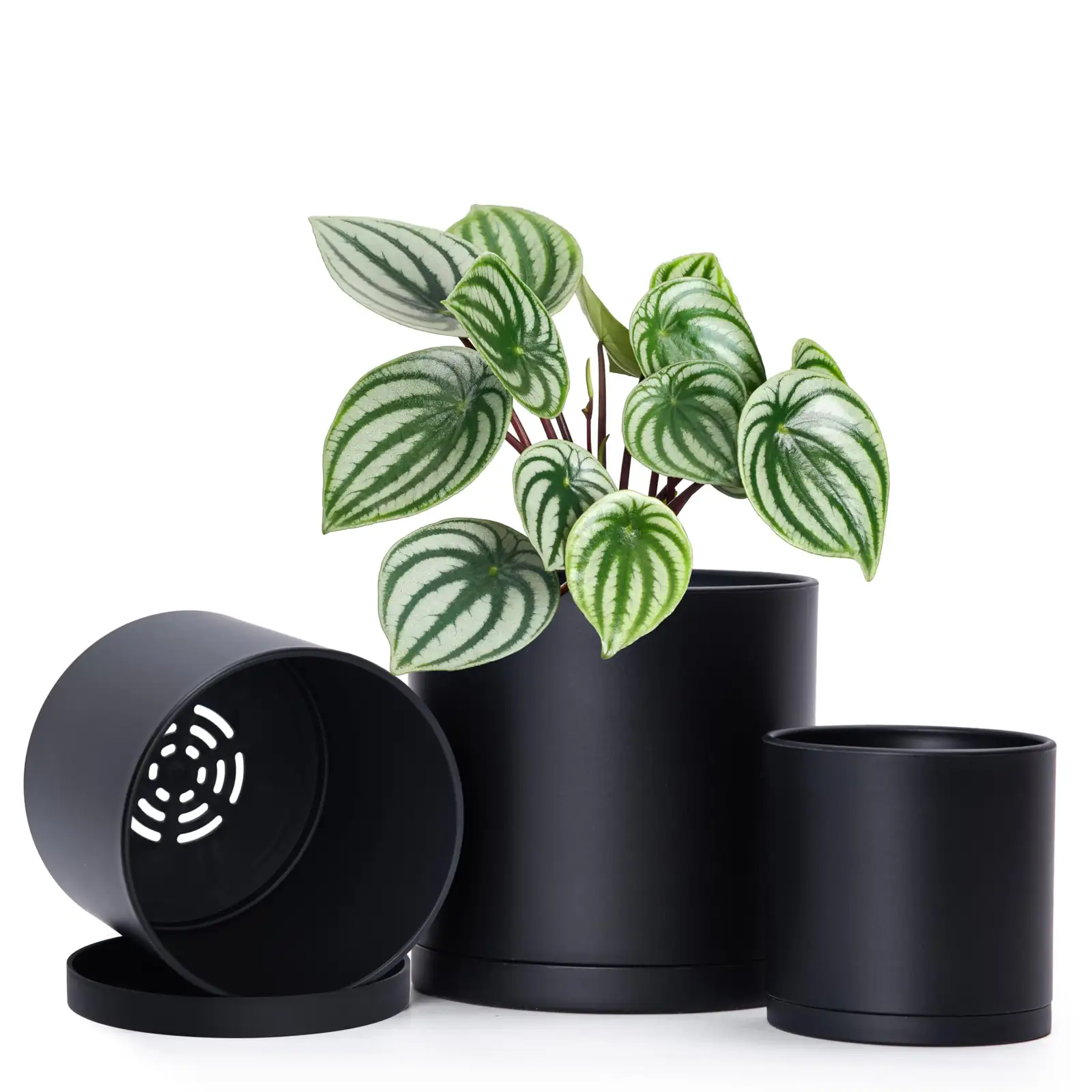 换盆时机：如何识别植物的SOS信号？