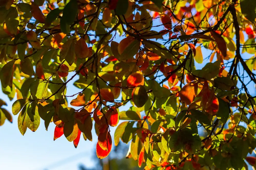 plant leaves color change