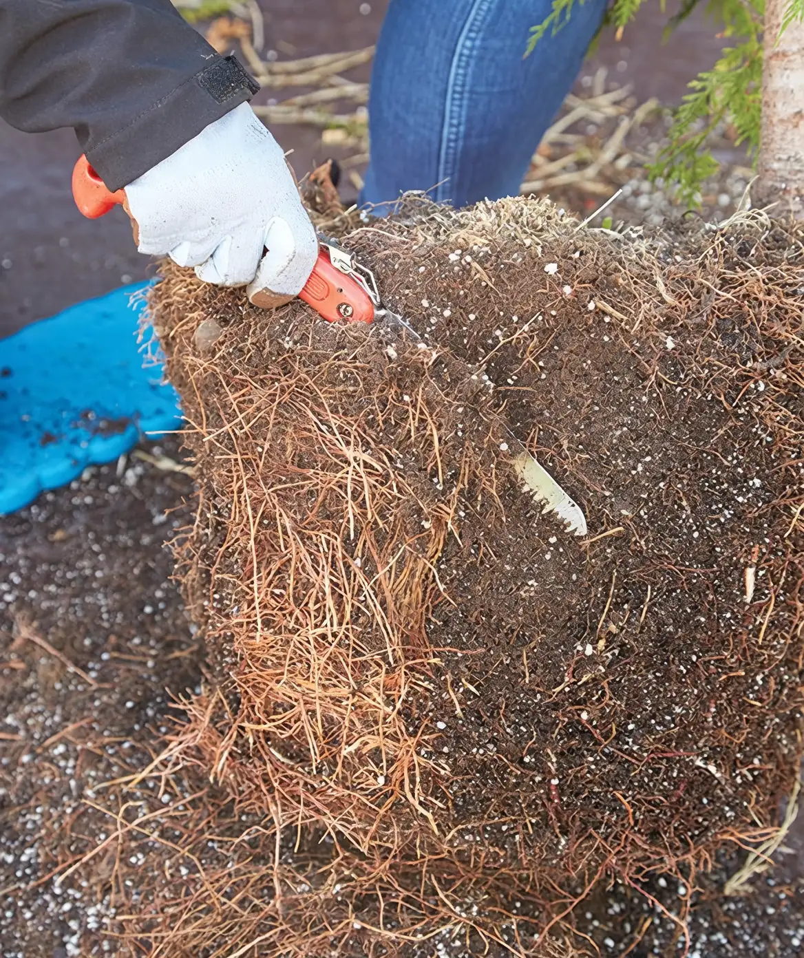 plant root pruning