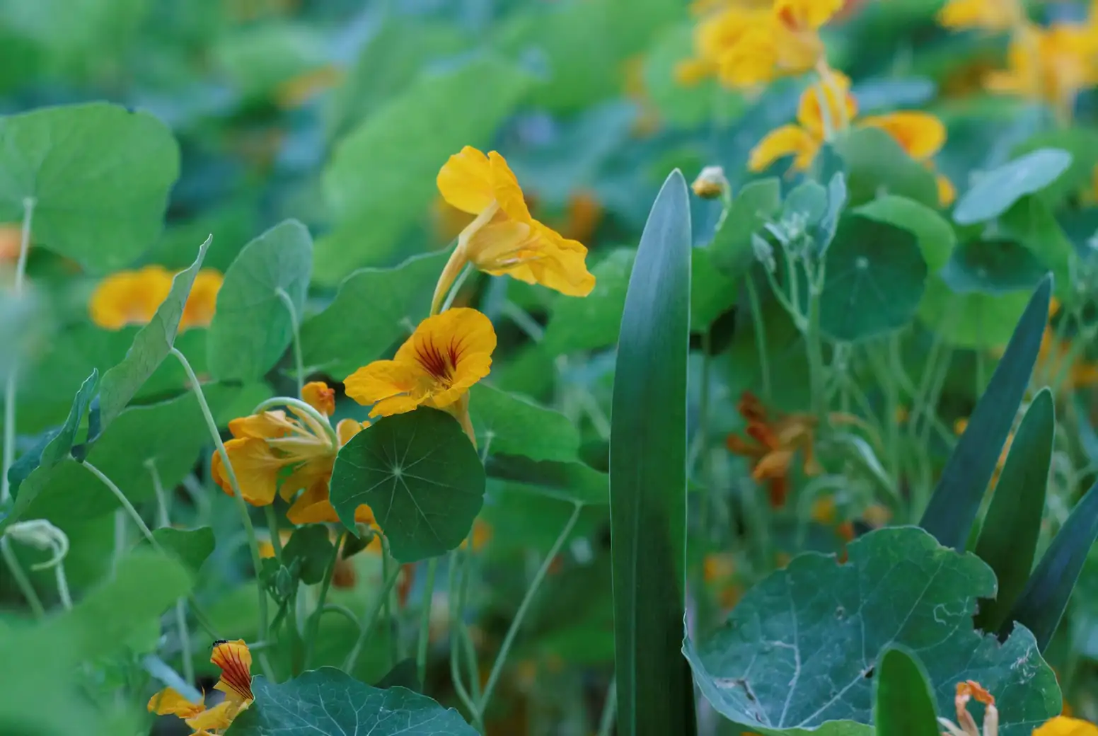 nasturtium autumn garden