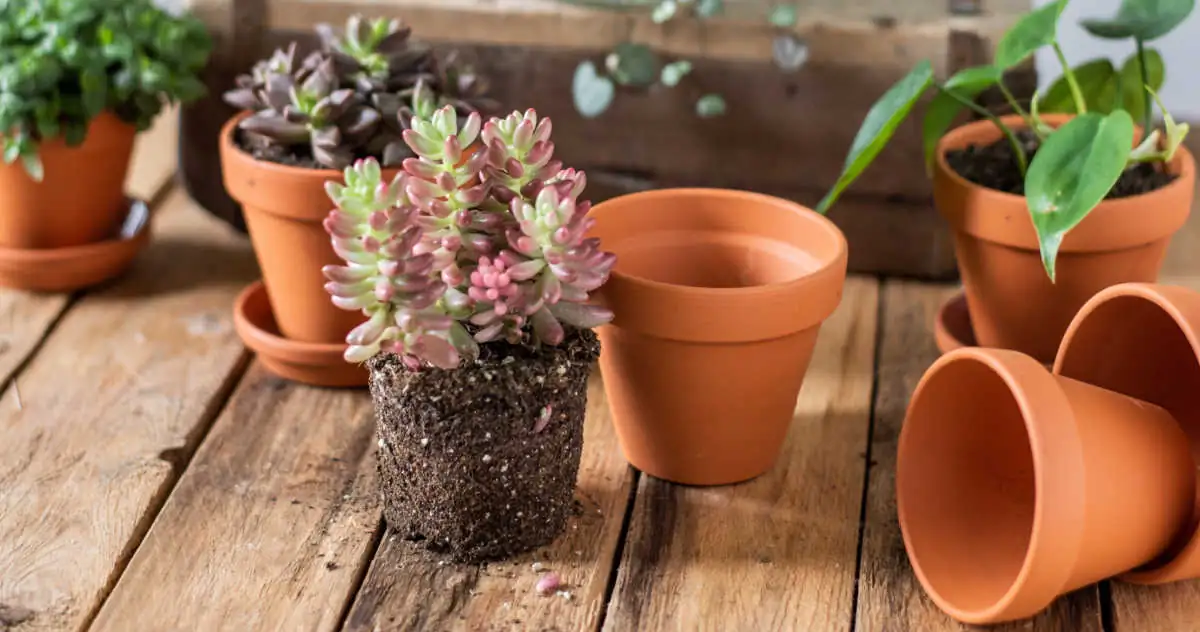 succulent plant repotting spring
