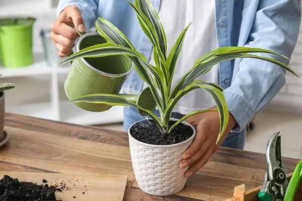 indoor plant autumn repotting