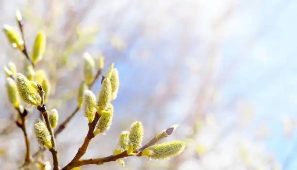 spring garden with budding plants