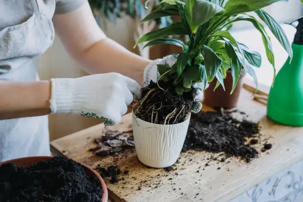 person repotting a houseplant