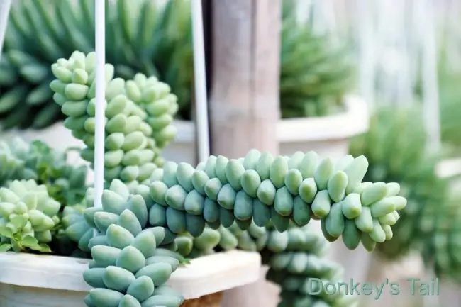 Sedum morganianum bright indoor setting