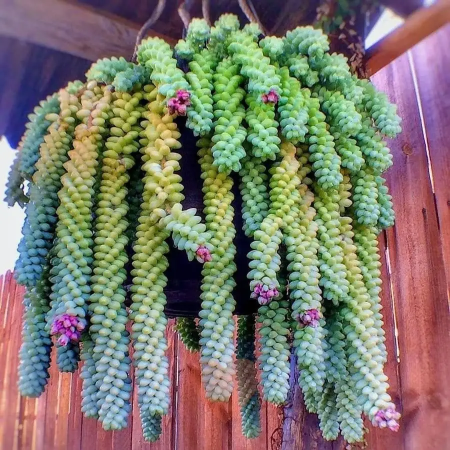 watering Sedum morganianum carefully