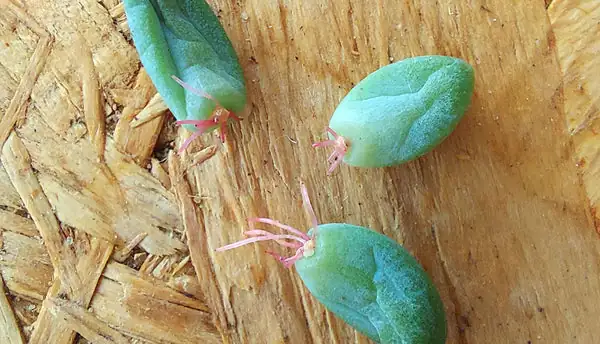 Sedum morganianum propagation process