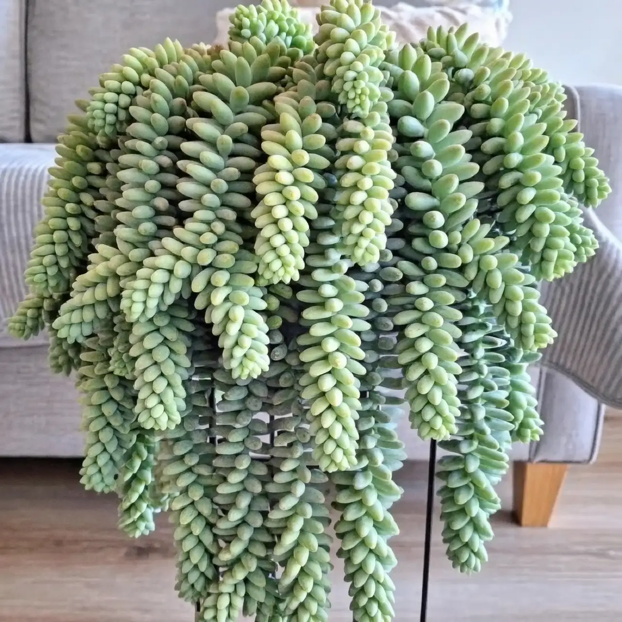 玉缀的烦恼：如何应对掉叶和虫害问题