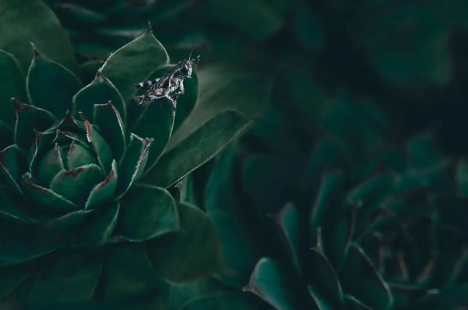 succulent pest infestation close-up