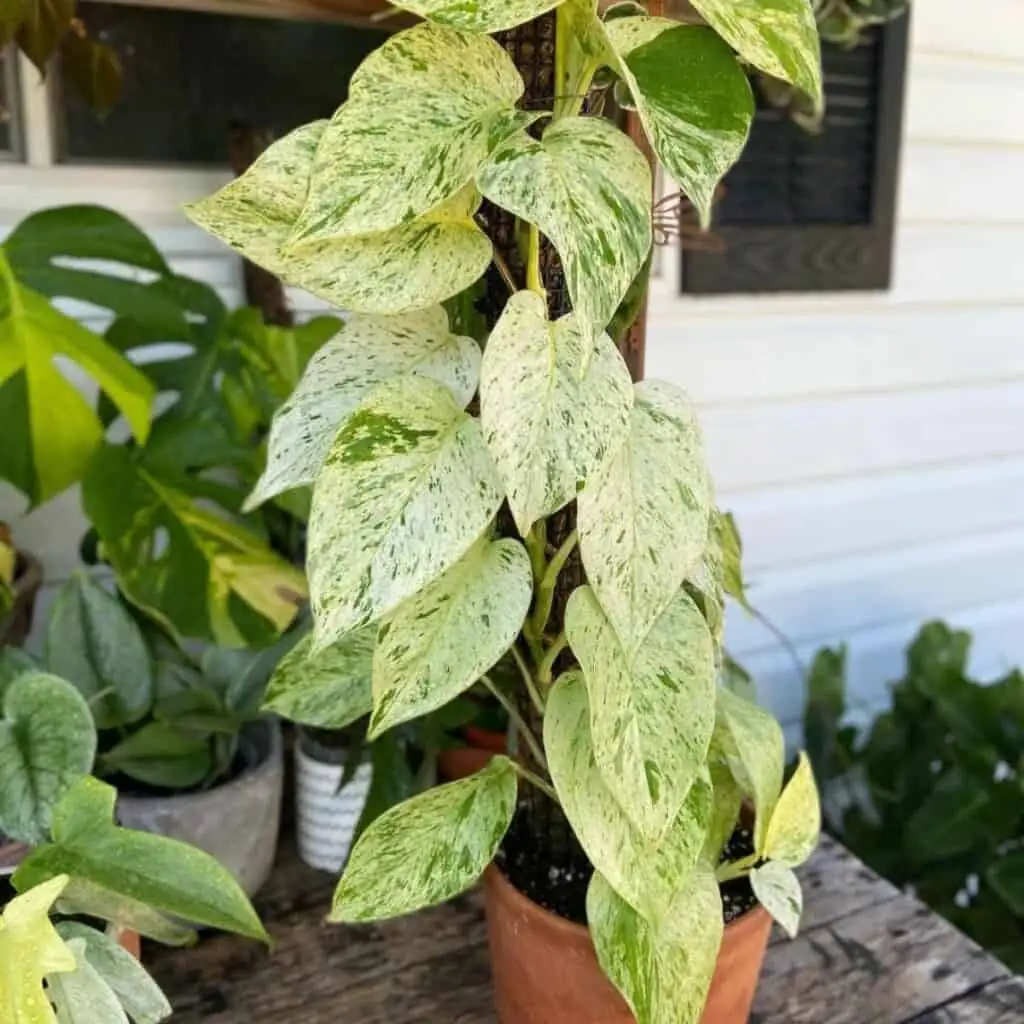 pothos plant springtime growth