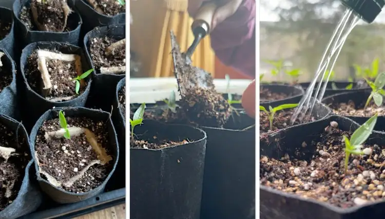 plant roots careful handling