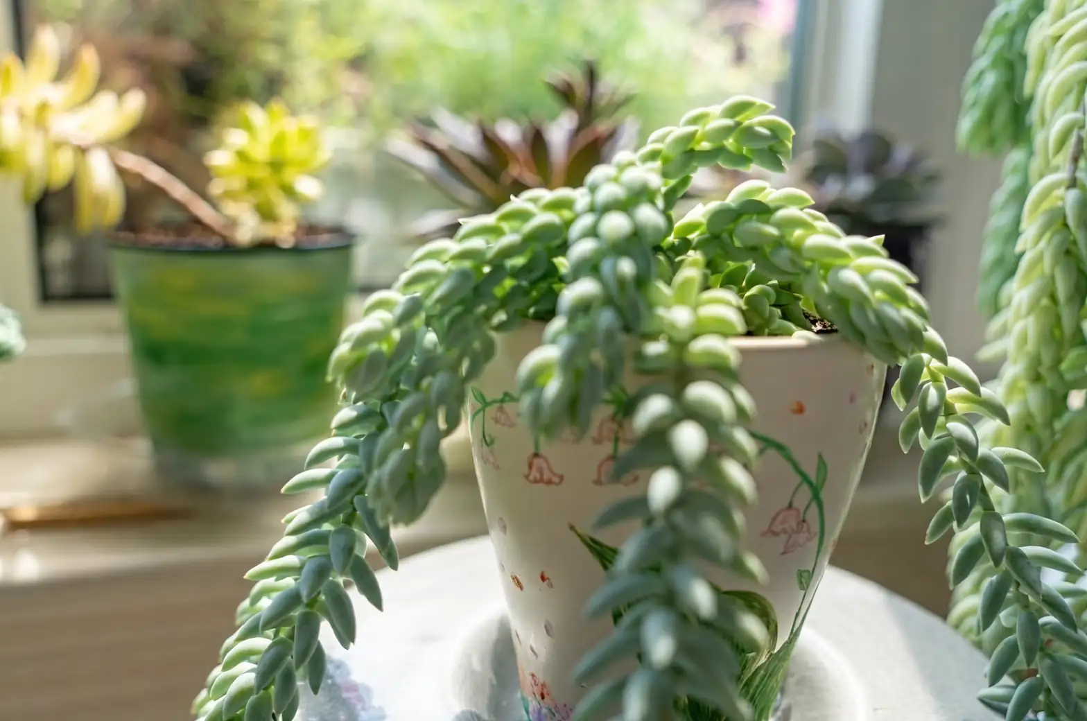 Sedum morganianum window display