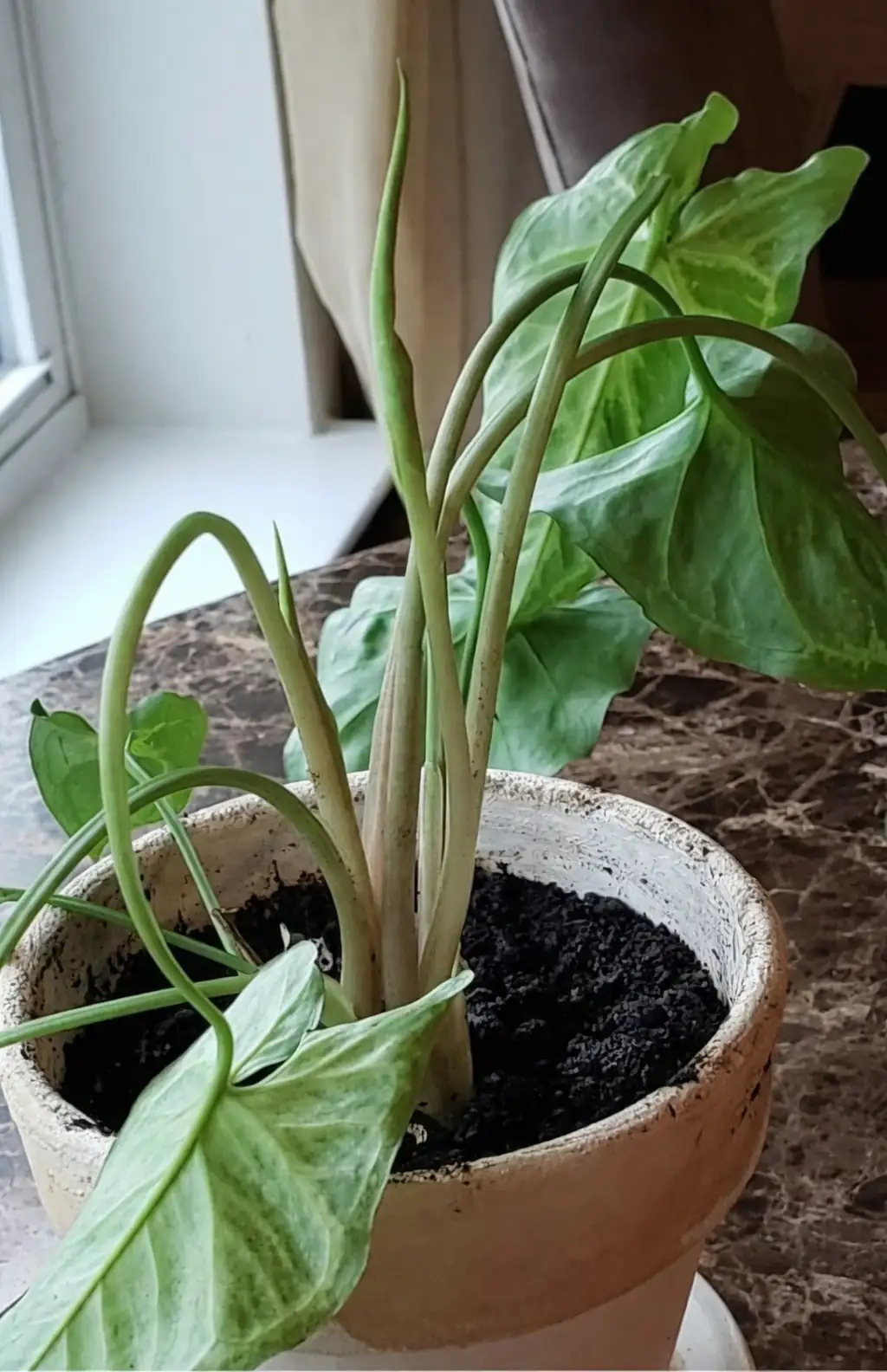 houseplant acclimation after repotting