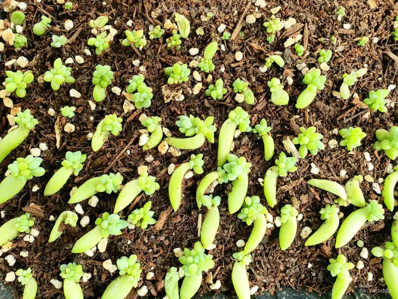 Sedum morganianum propagation
