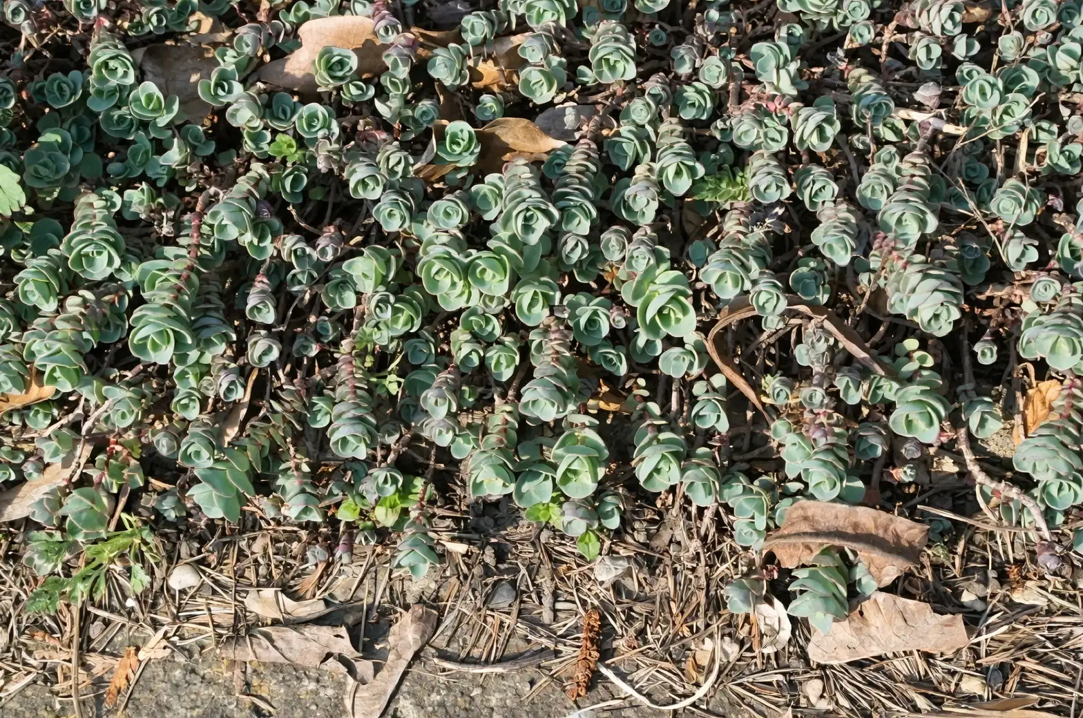 Sedum morganianum close-up