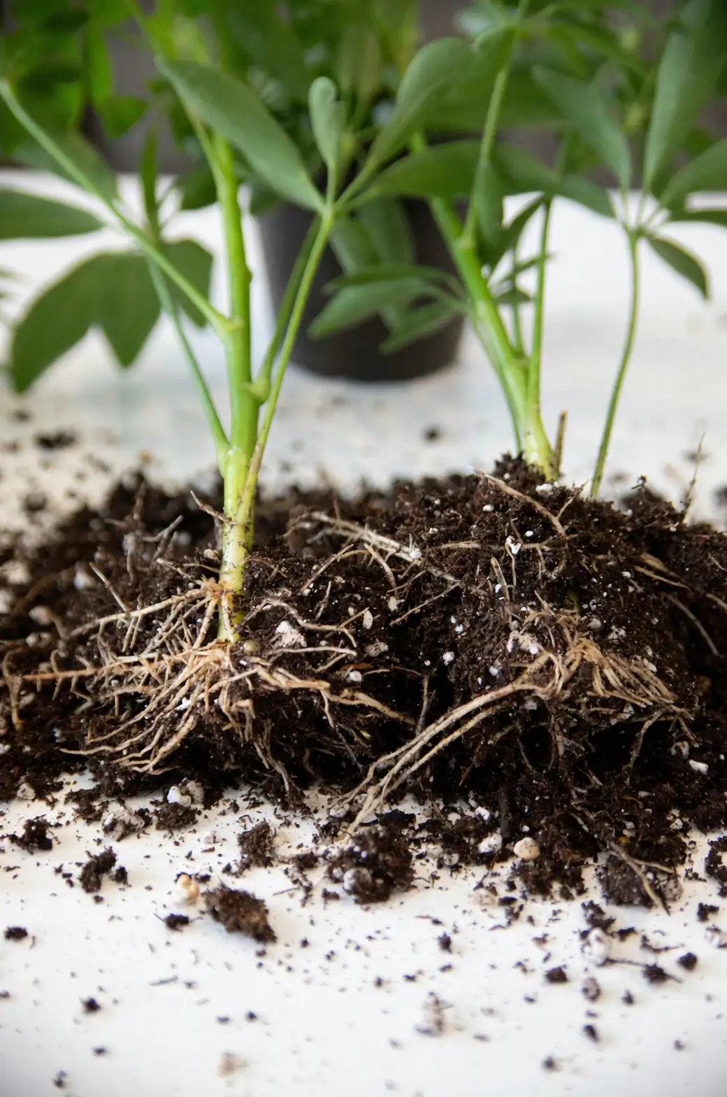plant roots in soil close-up