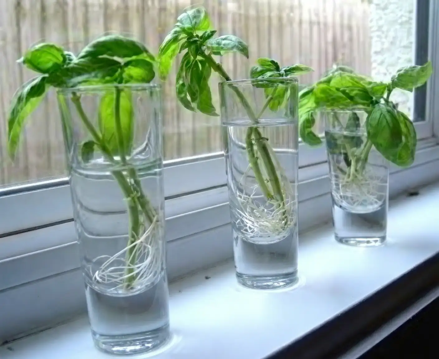 herbaceous plant in water
