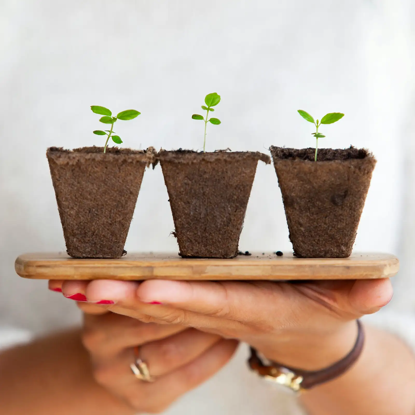 person checking plant growth