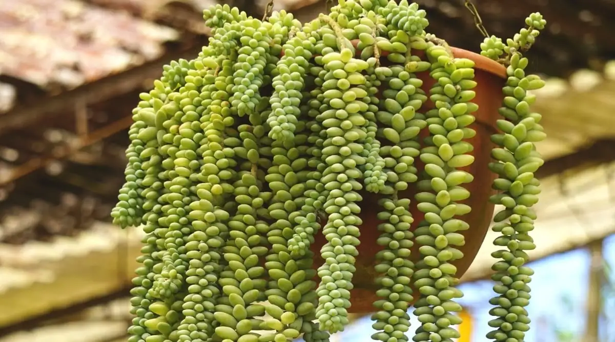 玉缀的室内设计魔法：如何打造植物瀑布效果