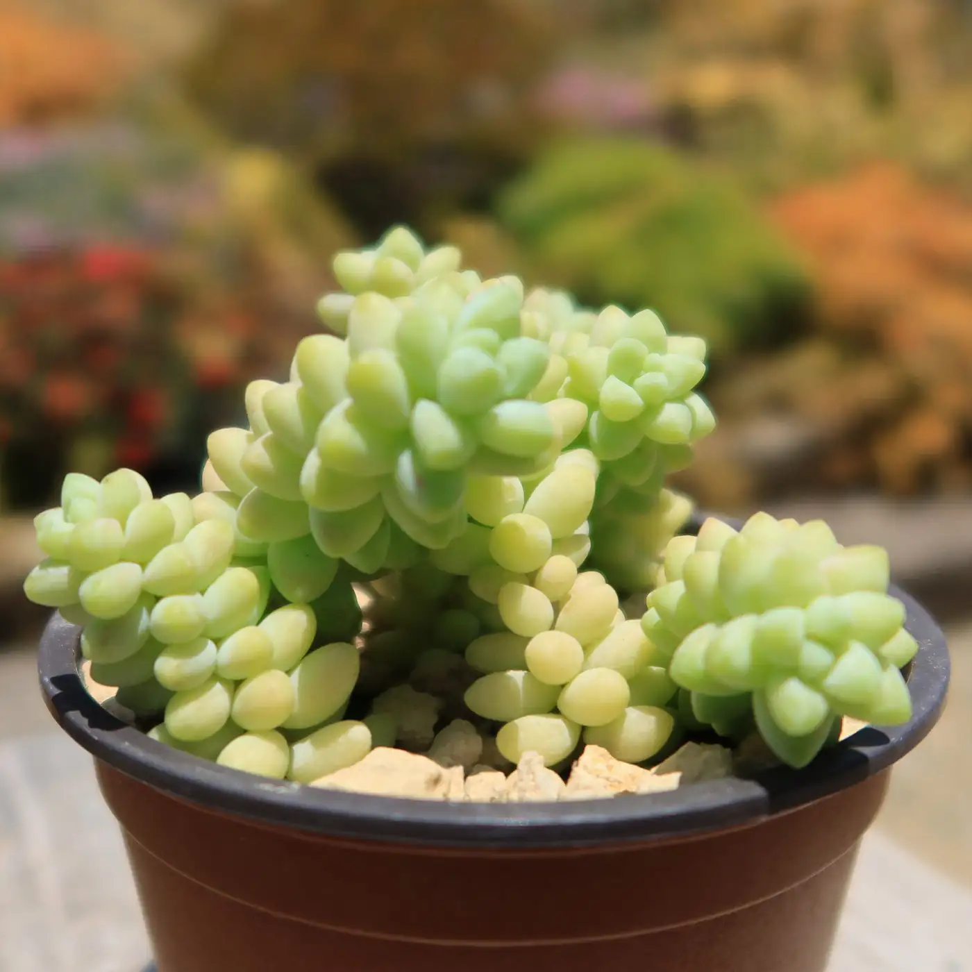 sunlight on burro's tail