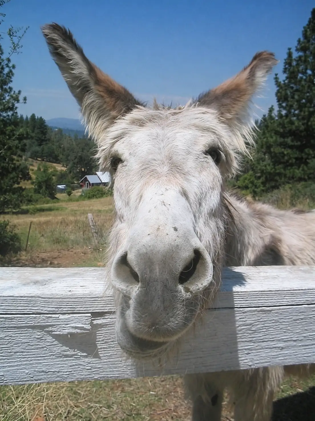 burro's tail care tips