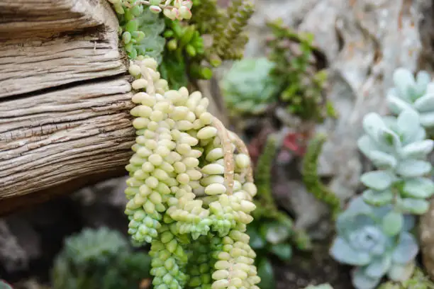 sedum morganianum windowsill placement