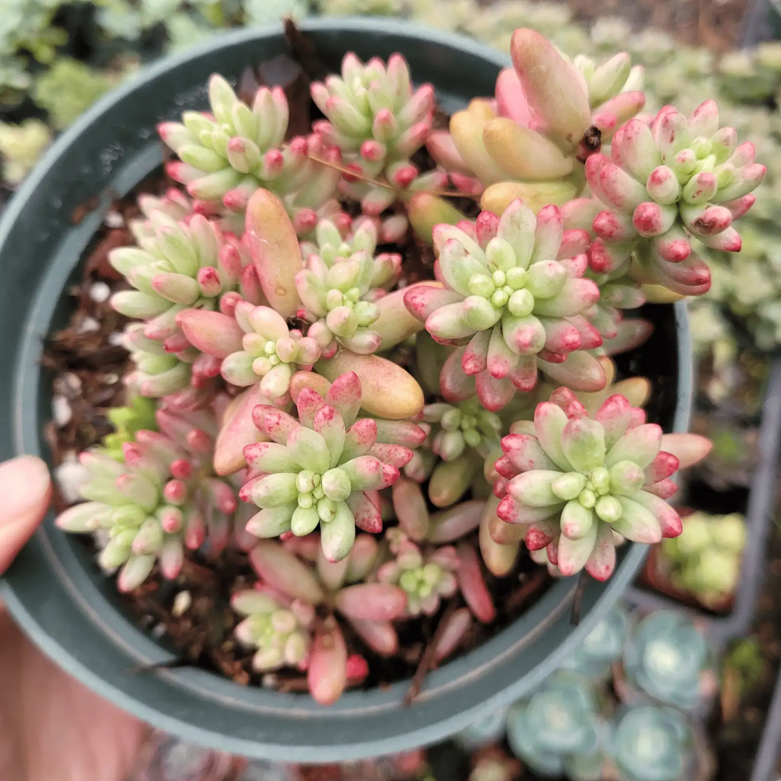 sedum rubrotinctum and oscularia deltoides mix
