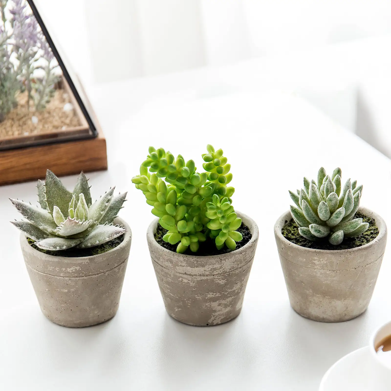 echeveria and graptopetalum with burro's tail