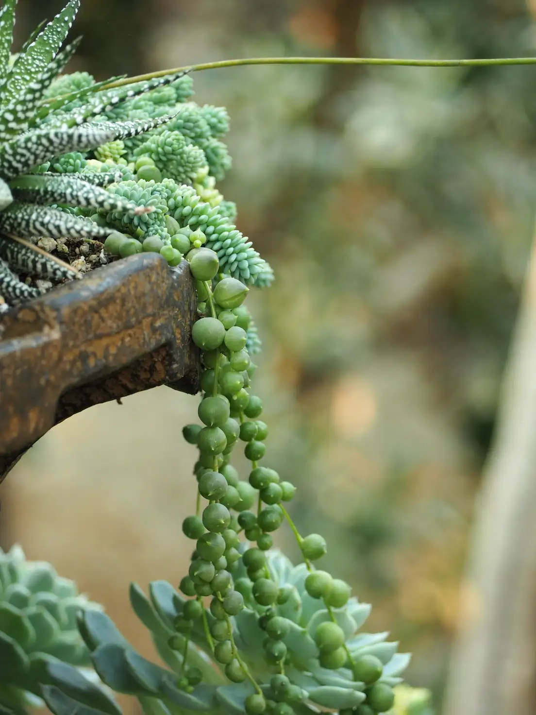 lithops and sedum burrito with burro's tail