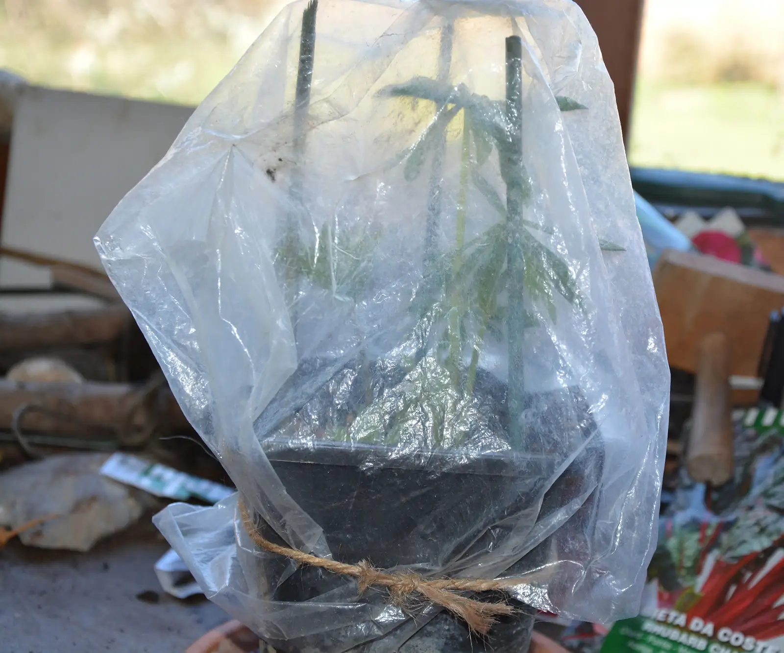 cuttings in plastic bag greenhouse