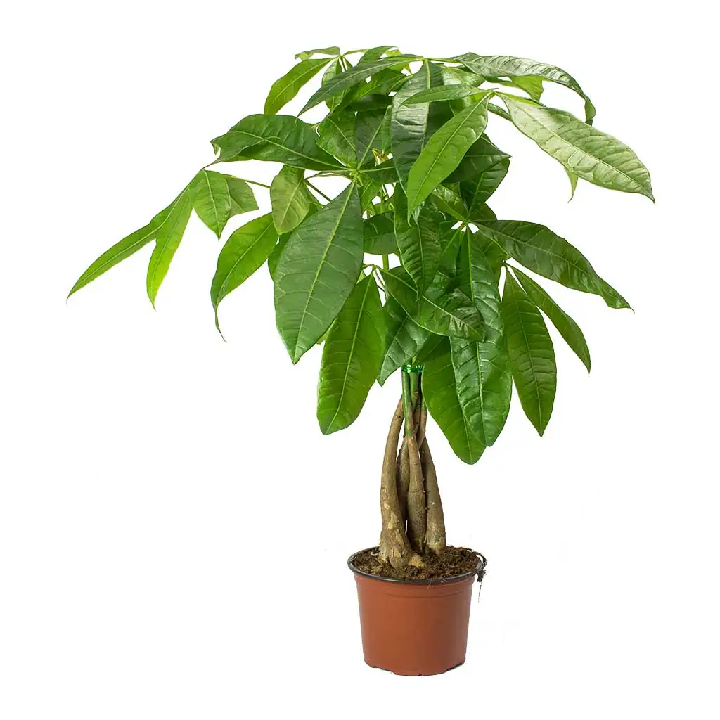 pachira aquatica care
