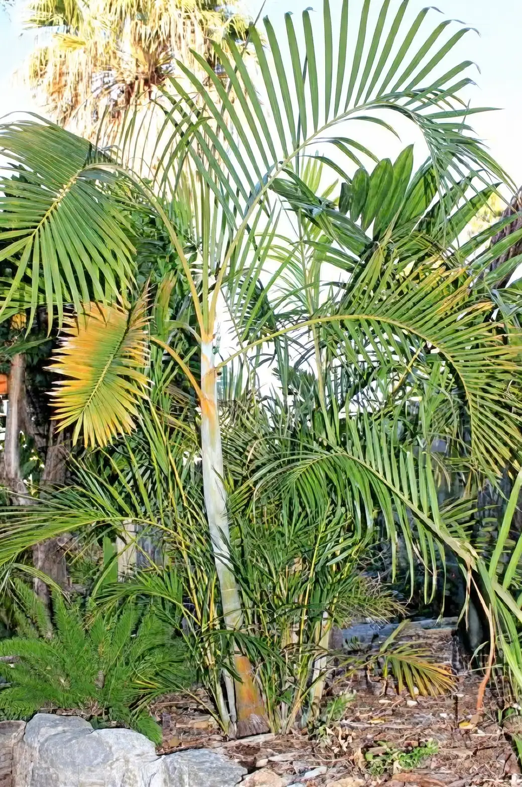 areca palm pruning